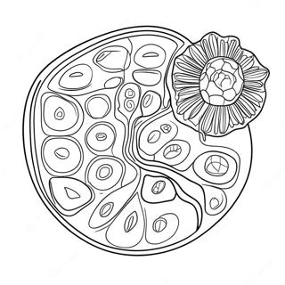 Pagina Para Colorir Diagrama De Celula Vegetal 10817-8868