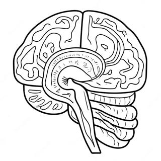 Pagina Para Colorir Anatomia Do Cerebro Colorido 11718-9600