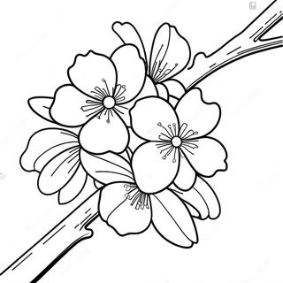 Pagina Para Colorir De Flor De Cerejeira 14379-11896