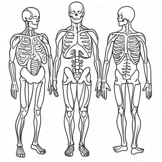 Anatomia E Fisiologia Páginas Para Colorir