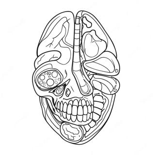 Pagina Para Colorir De Anatomia E Fisiologia 17173-14439