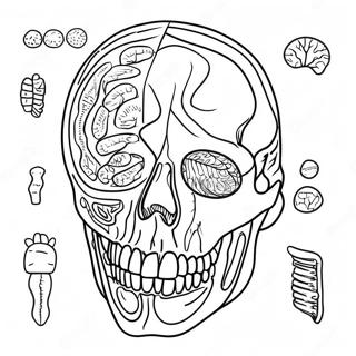 Pagina Para Colorir De Anatomia E Fisiologia 17173-14440