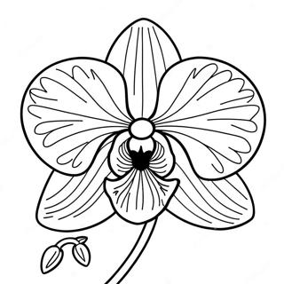 Pagina Para Colorir De Orquidea 22433-20690