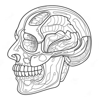 Pagina Para Colorir De Anatomia E Fisiologia 37505-31231