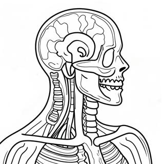 Pagina Para Colorir De Anatomia E Fisiologia 37505-31232