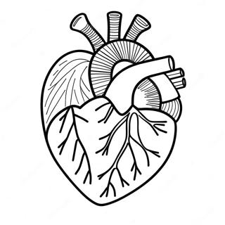 Pagina Para Colorir Da Anatomia Do Coracao 3950-3194