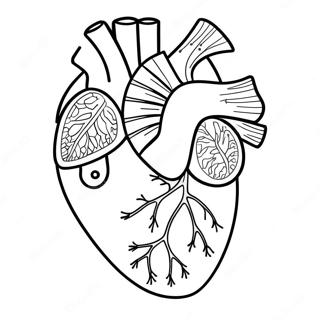 Pagina Para Colorir Da Anatomia Do Coracao 3950-3196