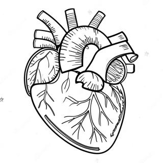 Pagina Para Colorir Anatomia Detalhada Do Coracao 3951-3197