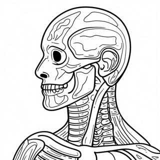 Pagina Para Colorir De Anatomia Humana 41399-34354