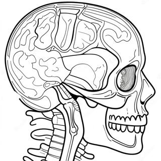 Pagina Para Colorir De Anatomia Humana 41399-34355