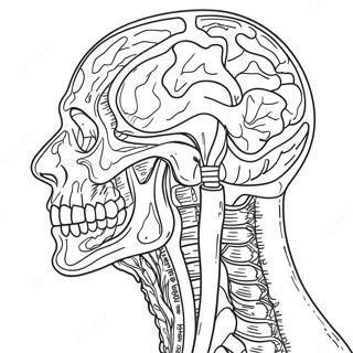 Pagina Para Colorir De Anatomia Humana 41399-34356