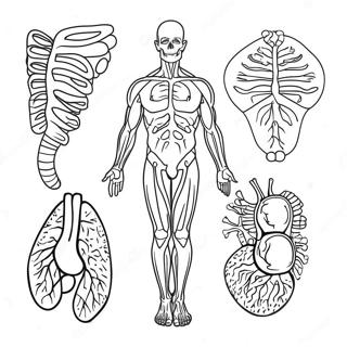 Pagina Para Colorir Sistemas Do Corpo 42280-35046