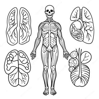 Pagina Para Colorir Sistemas Do Corpo 42280-35047