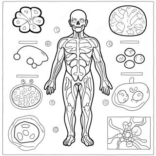 Pagina Para Colorir Do Diagrama Do Sistema Imunologico 46263-38531