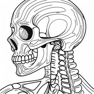 Pagina Para Colorir Da Anatomia Esqueletica Detalhada 50765-42294