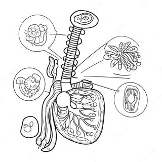 Pagina Para Colorir Do Diagrama Do Sistema Digestivo 53638-44554