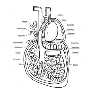 Pagina Para Colorir Do Diagrama Do Sistema Digestivo 53638-44556