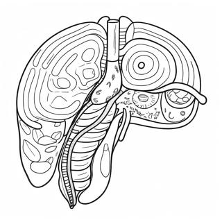 Pagina Para Colorir Do Diagrama Do Sistema Digestivo 53638-44709