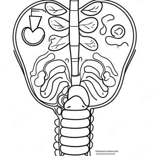 Pagina Para Colorir Do Diagrama Do Sistema Digestivo 53638-44711