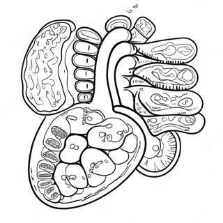 Pagina Para Colorir Dos Orgaos Digestivos Coloridos 53639-44714