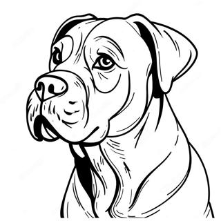 Cane Corso Páginas Para Colorir