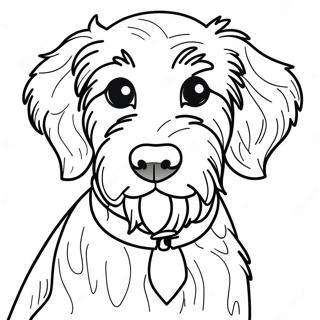 Aussiedoodle Páginas Para Colorir