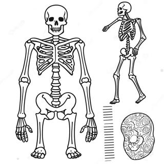 Pagina Para Colorir Da Anatomia Interativa Do Esqueleto 67953-56047