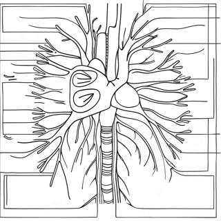 Pagina Para Colorir Do Diagrama Do Sistema Circulatorio 73324-60542