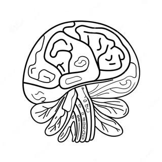 Pagina Para Colorir Da Anatomia Do Cerebro 73725-60842