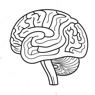 Pagina Para Colorir Da Anatomia Do Cerebro 73725-60843