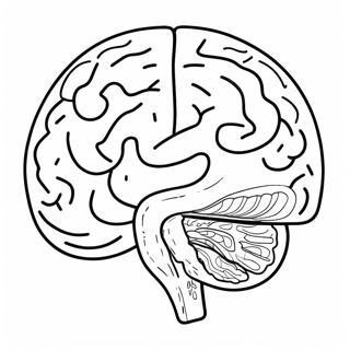 Pagina Para Colorir Da Anatomia Do Cerebro 73725-60844