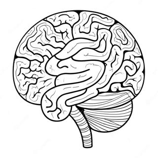 Pagina Para Colorir Da Estrutura Colorida Do Cerebro 73726-60845