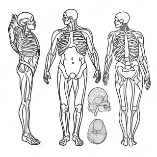 Pagina Para Colorir De Anatomia 981-782