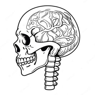 Pagina Para Colorir Da Anatomia Do Esqueleto Humano 982-787